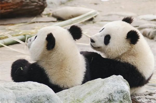 2024成都5天4晚熊猫义工奇妙体验亲子营-清明暑期团期（四川）